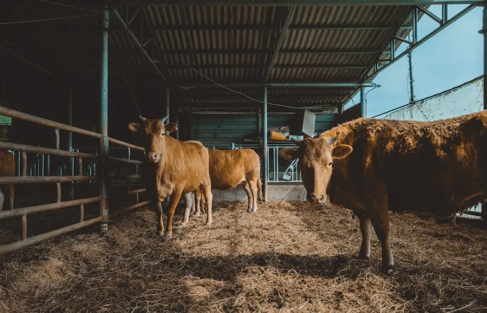 Рекомендуемые животноводства сточных вод центробежный обезвоживания машина