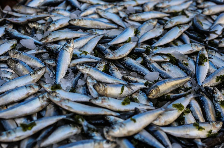 Secondary Battery Fish Kills