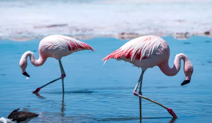 Lithium Mining and the Environment - Chilean Salt Lake and Flamenco / Environmental Pollution